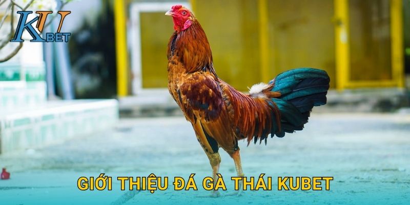 Đá gà Thái Kubet và sức hút truyền thống tại Kubet 2 Giới thiệu đá gà Thái Kubet