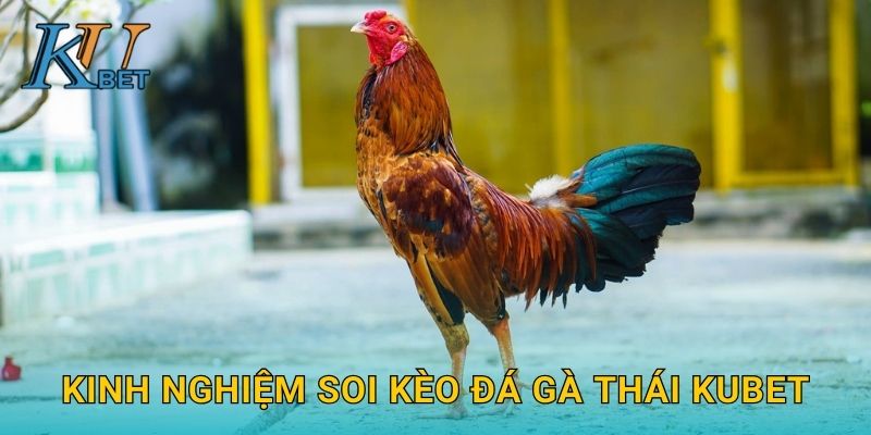 Đá gà Thái Kubet và sức hút truyền thống tại Kubet 3 Kinh nghiệm soi kèo đá gà Thái Kubet
