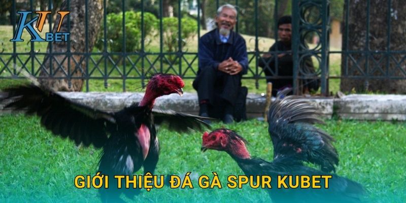 Đá gà Spur Kubet và nghệ thuật chiến đấu gà cựa sắt Kubet 2 Giới thiệu đá gà Spur Kubet