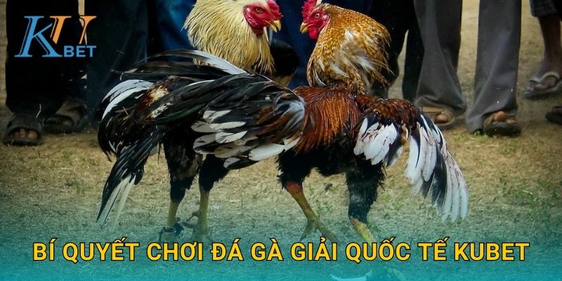 Đá gà giải quốc tế Kubet và cơ hội giao lưu toàn cầu Kubet 3 Bí quyết chơi đá gà giải quốc tế Kubet