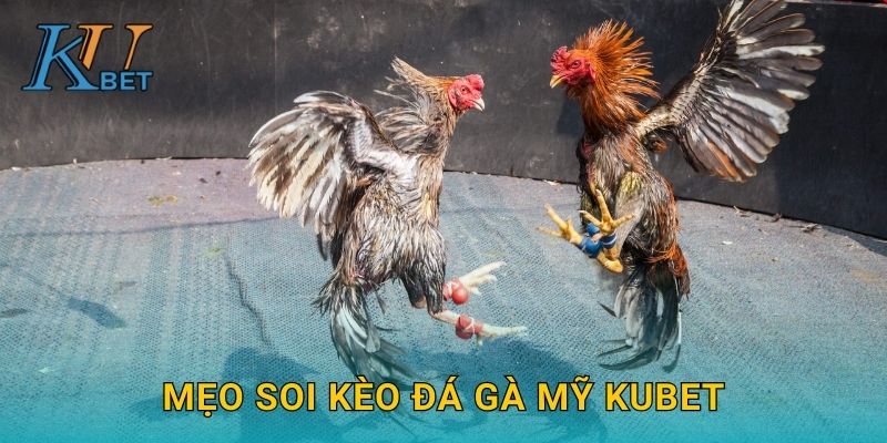 Đá gà Mỹ Kubet và trải nghiệm hấp dẫn tại Kubet 3 Mẹo soi kèo đá gà Mỹ Kubet